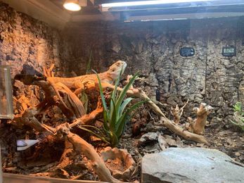 You and Your Bearded Dragon Can benefit from A Bioactive Vivarium