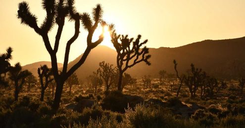 Op-Ed: We'll have to sacrifice Joshua trees to save them 