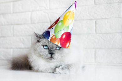 4 ways to honor your veterinary_technicians