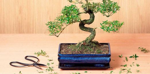 How to Grow a Bonsai Tree Indoors—and Actually Keep It Alive