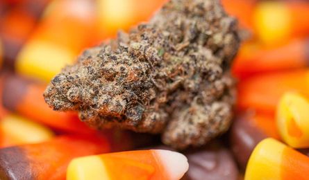 Pumpkin Spice Weed Vapes Here to Elevate Your Basic-Ass Fall
