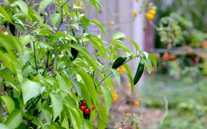 5 tips for preparing your lawn and garden for winter (and spring)