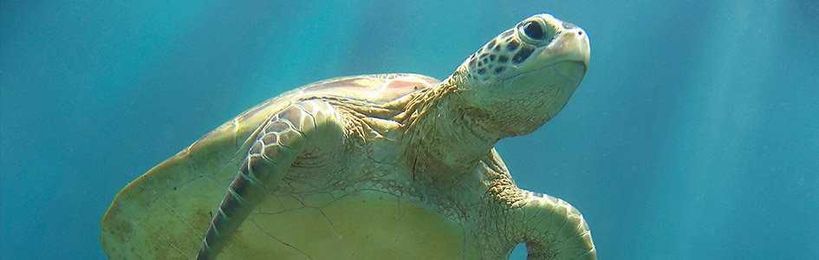 Why Did Turtle Shells Evolve?