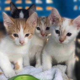 Kitten or Kid — they grow up so fast