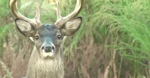 A Wilder View: What’s behind the size of a buck’s antlers