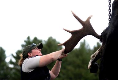 How to field dress a Maine moose