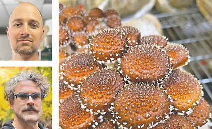 Hi-Fi Mycology on Fungi's Potential to Change the Way We Eat