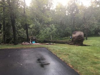 How to tell if a tree in your yard is at risk of falling