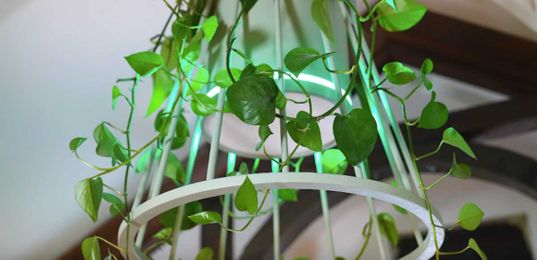 Simone Giertz combines a plant and a lamp and creates a "plamp"