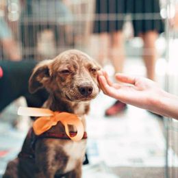7 Ways to Support Your Animal Shelter 