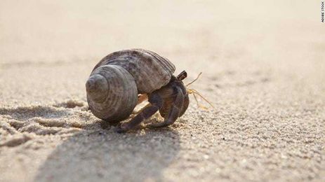 Discarded tires in the oceans are trapping hermit crabs, with no way out