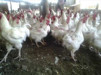 Farmers trained to make animal feed as remedy to poor quality products