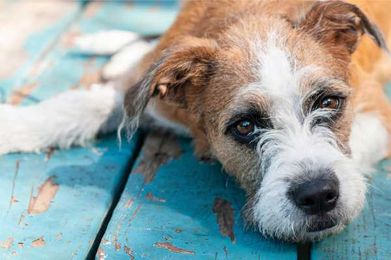The Ultimate Dog Grooming Guide: How To Groom 6 Different Types Of Dog Coat
