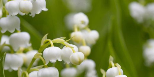 These 8 Easy-to-Grow Plants Are Beautiful—But Deadly