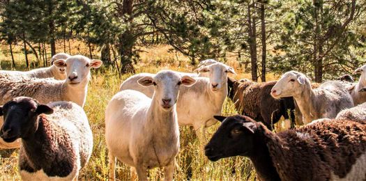 Grazing in orchards, vineyards mutually beneficial