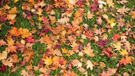 Great Gardening: Leaves are a treasure. Here are ways to put them to use