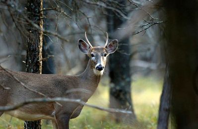 Michigan hunting season: How to get a deer tested for chronic wasting disease