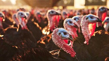 Why pasture-raised turkeys are getting so much attention this Thanksgiving