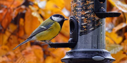 8 Common Bird Feeder Mistakes You Might Be Making (And How to Fix Them)