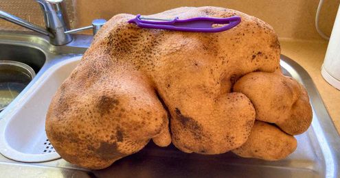 A potato named Doug may be the largest ever unearthed