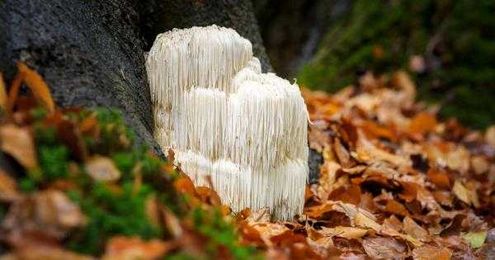 Lion's Mane: Shaggy Fungi for Your Brain and Neuronal Health