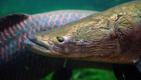 Trusting Amazonian Tribes Has Saved A True River Monster
