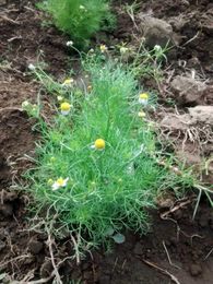 This Is Why You Should Sit Back, Relax And Enjoy Bigelow Chamomile Flavors