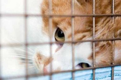 10 Common Myths About Animals Shelters Debunked