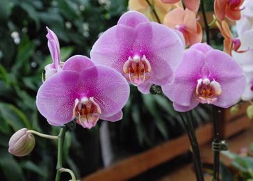 Gardening: Growing and reblooming Moth Orchids
