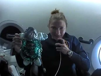 Why did Crew-3 astronauts bring a toy turtle?