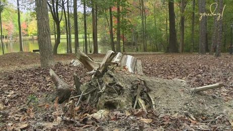 Lessons from the tree stump: YouDay!