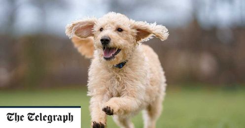 Take your dog’s waste home with
you, National Trust says as it removes bins