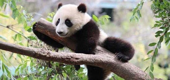Why is the giant panda black and white ?