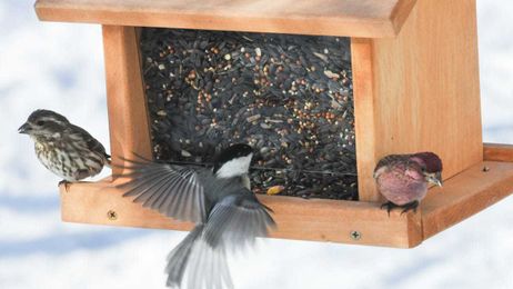 How to attract birds — not bears — with your bird feeders