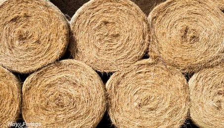 Keep hay quality on track