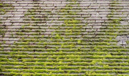 Why Is Moss Growing on My Roof? (and How to Prevent It)