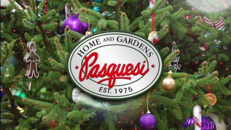 How to Choose the Best Christmas Tree