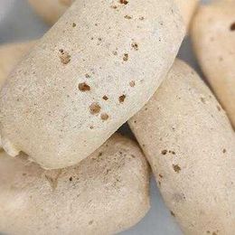 Freeze Dried Bit O Honey