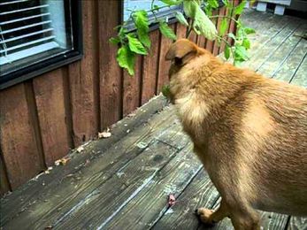My Tomato picking/eating dog