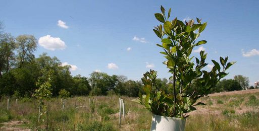 Love Deer? Plant a Tree