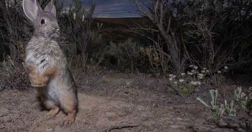 A Big Plan to Save a Tiny Rabbit