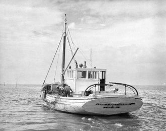 Oysters long a popular food source, not just at Thanksgiving