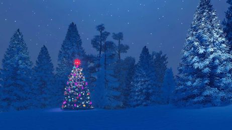 How to go about chopping down your own Christmas tree