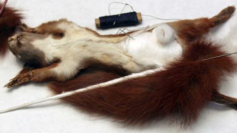 The Untold Truth Of Taxidermy