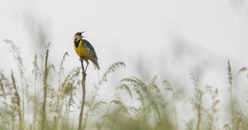 Virginia program aims to foster grassland bird habitat on farms