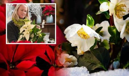 Winter flowers: The 11 festive plants to add to your home and garden