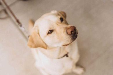 ‘Tart’-warming bakery owner raising money for guide dogs