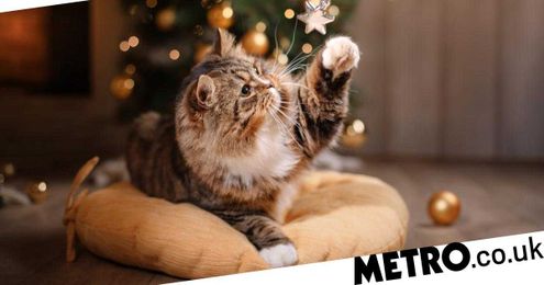 Find out if Christmas trees are poisonous to pets