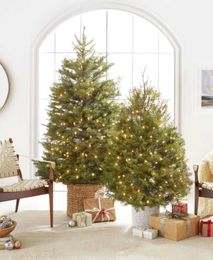 COLUMN: Living Christmas trees a long-lasting  alternative to cut trees