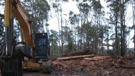 Ending logging in NSW would save millions a year, study finds